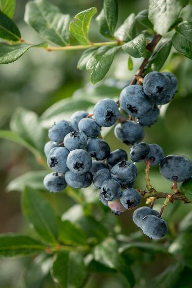 Amazing and sweet Bennett Blueberries ready for pick-your-own. 